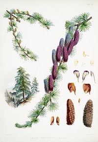 Sikkim larch (Larix Griffithii) from Illustrations of Himalayan plants (1855) by <a href="https://www.rawpixel.com/search/W.%20H.%20%28Walter%20Hood%29%20Fitch?&amp;page=1">W. H. (Walter Hood) Fitch</a> (1817-1892). Original from The New York Public Library. Digitally enhanced by rawpixel.