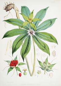 Paris Polyphylla, Smith from Illustrations of Himalayan plants (1855) by <a href="https://www.rawpixel.com/search/W.%20H.%20%28Walter%20Hood%29%20Fitch?&amp;page=1">W. H. (Walter Hood) Fitch</a> (1817-1892). Original from The New York Public Library. Digitally enhanced by rawpixel.
