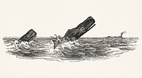 Illustration of the sperm whale while attacking fishing boat from The Natural History of the Sperm Whale (1839) by Thomas Beale (1807-1849).
