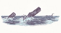 Illustration of the sperm whale while attacking fishing boat from The Natural History of the Sperm Whale (1839) by <a href="https://www.rawpixel.com/search/Thomas%20Beale?&amp;page=1">Thomas Beale</a> (1807-1849).