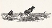 Illustration of the sperm whale while attacking fishing boat from The Natural History of the Sperm Whale (1839) by <a href="https://www.rawpixel.com/search/Thomas%20Beale?&amp;page=1">Thomas Beale</a> (1807-1849). Original from The New York Public Library. Digitally enhanced by rawpixel.