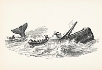 Illustration of the sperm whale while attacking fishing boat from The Natural History of the Sperm Whale (1839) by <a href="https://www.rawpixel.com/search/Thomas%20Beale?&amp;page=1">Thomas Beale</a> (1807-1849).