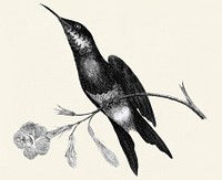 Sunbird from Zoological lectures delivered at the Royal institution in the years 1806-7 illustrated by <a href="https://www.rawpixel.com/search/George%20Shaw?&amp;page=1">George Shaw</a> (1751-1813).