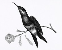 Sunbird from Zoological lectures delivered at the Royal institution in the years 1806-7 illustrated by George Shaw (1751-1813). Original from The New York Public Library. Digitally enhanced by rawpixel.