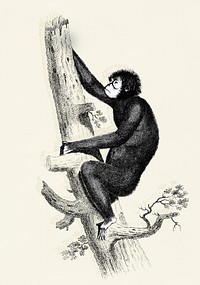 Chesnut coloured Oran Otan from Zoological lectures delivered at the Royal institution in the years 1806-7 illustrated by <a href="https://www.rawpixel.com/search/George%20Shaw?&amp;page=1">George Shaw</a> (1751-1813).