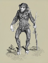 Black oran otan from Zoological lectures delivered at the Royal institution in the years 1806-7 illustrated by <a href="https://www.rawpixel.com/search/George%20Shaw?&amp;page=1">George Shaw</a> (1751-1813).