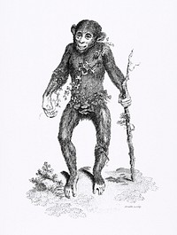 Black oran otan from Zoological lectures delivered at the Royal institution in the years 1806-7 illustrated by <a href="https://www.rawpixel.com/search/George%20Shaw?sort=curated&amp;rating_filter=all&amp;mode=shop&amp;page=1">George Shaw</a> (1751-1813). Original from The New York Public Library. Digitally enhanced by rawpixel.