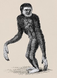 Black long-armed gibbon and White long-armed gibbon from Zoological lectures delivered at the Royal institution in the years 1806-7 illustrated by <a href="https://www.rawpixel.com/search/George%20Shaw?&amp;page=1">George Shaw</a> (1751-1813).