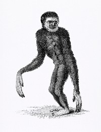 Black long-armed gibbon and White long-armed gibbon from Zoological lectures delivered at the Royal institution in the years 1806-7 illustrated by <a href="https://www.rawpixel.com/search/George%20Shaw?sort=curated&amp;rating_filter=all&amp;mode=shop&amp;page=1">George Shaw</a> (1751-1813). Original from The New York Public Library. Digitally enhanced by rawpixel.