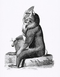 Variegated baboon from Zoological lectures delivered at the Royal institution in the years 1806-7 illustrated by <a href="https://www.rawpixel.com/search/George%20Shaw?sort=curated&amp;rating_filter=all&amp;mode=shop&amp;page=1">George Shaw</a> (1751-1813). Original from The New York Public Library. Digitally enhanced by rawpixel.