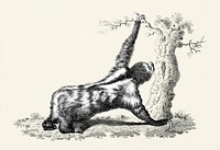 Three toed sloth from Zoological lectures delivered at the Royal institution in the years 1806-7 illustrated by <a href="https://www.rawpixel.com/search/George%20Shaw?&amp;page=1">George Shaw</a> (1751-1813).