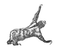 Vintage illustrations of Three toed sloth