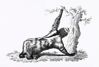 Three toed sloth from Zoological lectures delivered at the Royal institution in the years 1806-7 illustrated by <a href="https://www.rawpixel.com/search/George%20Shaw?&amp;page=1">George Shaw</a> (1751-1813). Original from The New York Public Library. Digitally enhanced by rawpixel.