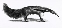 Great ant-eater from Zoological lectures delivered at the Royal institution in the years 1806-7 illustrated by George Shaw (1751-1813). Original from The New York Public Library. Digitally enhanced by rawpixel.