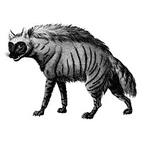 Vintage illustrations of Striped Hyena