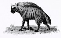 Striped Hyena from Zoological lectures delivered at the Royal institution in the years 1806-7 illustrated by <a href="https://www.rawpixel.com/search/George%20Shaw?sort=curated&amp;rating_filter=all&amp;mode=shop&amp;page=1">George Shaw</a> (1751-1813). Original from The New York Public Library. Digitally enhanced by rawpixel.