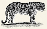Illustration of Leopard and Panther from Zoological lectures delivered at the Royal institution in the years 1806-7 illustrated by <a href="https://www.rawpixel.com/search/George%20Shaw?&amp;page=1">George Shaw</a> (1751-1813).