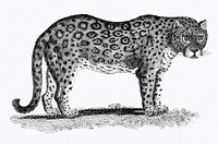Illustration of Leopard and Panther from Zoological lectures delivered at the Royal institution in the years 1806-7 illustrated by <a href="https://www.rawpixel.com/search/George%20Shaw?sort=curated&amp;rating_filter=all&amp;mode=shop&amp;page=1">George Shaw</a> (1751-1813). Original from The New York Public Library. Digitally enhanced by rawpixel.