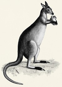 Blueish-grey kanguroo or silver kanguroo from Zoological lectures delivered at the Royal institution in the years 1806-7 illustrated by <a href="https://www.rawpixel.com/search/George%20Shaw?&amp;page=1">George Shaw</a> (1751-1813).