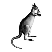 Vintage illustrations of Blueish-grey kanguroo or silver kanguroo