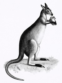 Blueish-grey kanguroo or silver kanguroo from Zoological lectures delivered at the Royal institution in the years 1806-7 illustrated by <a href="https://www.rawpixel.com/search/George%20Shaw?&amp;page=1">George Shaw</a> (1751-1813). Original from The New York Public Library. Digitally enhanced by rawpixel. Original from New York public library. Digitally enhanced by rawpixel.