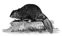 Illustration of Beaver from Zoological lectures delivered at the Royal institution in the years 1806-7 illustrated by George Shaw (1751-1813). Digitally enhanced by rawpixel.