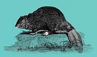 Illustration of Beaver from Zoological lectures delivered at the Royal institution in the years 1806-7 illustrated by <a href="https://www.rawpixel.com/search/George%20Shaw?&amp;page=1">George Shaw</a> (1751-1813).