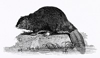 Illustration of Beaver from Zoological lectures delivered at the Royal institution in the years 1806-7 illustrated by <a href="https://www.rawpixel.com/search/George%20Shaw?sort=curated&amp;rating_filter=all&amp;mode=shop&amp;page=1">George Shaw</a> (1751-1813). Original from The New York Public Library. Digitally enhanced by rawpixel.