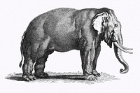 Illustration of Elephant from Zoological lectures delivered at the Royal institution in the years 1806-7 illustrated by <a href="https://www.rawpixel.com/search/George%20Shaw?sort=curated&amp;rating_filter=all&amp;mode=shop&amp;page=1">George Shaw</a> (1751-1813). Original from The New York Public Library. Digitally enhanced by rawpixel.