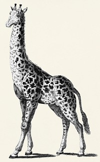 Giraffe from Zoological lectures delivered at the Royal institution in the years 1806-7 illustrated by <a href="https://www.rawpixel.com/search/George%20Shaw?&amp;page=1">George Shaw</a> (1751-1813).