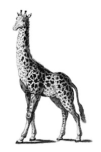 Vintage illustrations of Giraffe