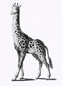 Giraffe from Zoological lectures delivered at the Royal institution in the years 1806-7 illustrated by <a href="https://www.rawpixel.com/search/George%20Shaw?sort=curated&amp;rating_filter=all&amp;mode=shop&amp;page=1">George Shaw</a> (1751-1813). Original from The New York Public Library. Digitally enhanced by rawpixel.