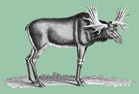 Illustration of Elk from Zoological lectures delivered at the Royal institution in the years 1806-7 illustrated by <a href="https://www.rawpixel.com/search/George%20Shaw?&amp;page=1">George Shaw</a> (1751-1813).