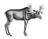 Vintage illustrations of Elk