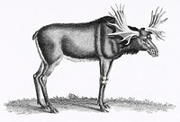 Illustration of Elk from Zoological lectures delivered at the Royal institution in the years 1806-7 illustrated by <a href="https://www.rawpixel.com/search/George%20Shaw?sort=curated&amp;rating_filter=all&amp;mode=shop&amp;page=1">George Shaw</a> (1751-1813). Original from The New York Public Library. Digitally enhanced by rawpixel.
