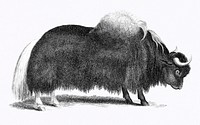Illustration of Yak from Zoological lectures delivered at the Royal institution in the years 1806-7 illustrated by <a href="https://www.rawpixel.com/search/George%20Shaw?sort=curated&amp;rating_filter=all&amp;mode=shop&amp;page=1">George Shaw</a> (1751-1813). Original from The New York Public Library. Digitally enhanced by rawpixel.
