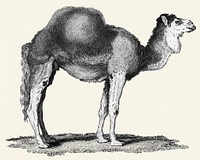 Illustration of Arabian camel from Zoological lectures delivered at the Royal institution in the years 1806-7 illustrated by <a href="https://www.rawpixel.com/search/George%20Shaw?&amp;page=1">George Shaw</a> (1751-1813).