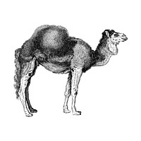Vintage illustrations of Arabian camel