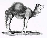 Illustration of Arabian camel from Zoological lectures delivered at the Royal institution in the years 1806-7 illustrated by George Shaw (1751-1813). Original from The New York Public Library. Digitally enhanced by rawpixel.