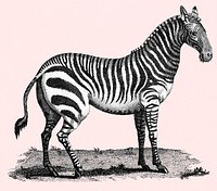 Illustration of Zebra from Zoological lectures delivered at the Royal institution in the years 1806-7 illustrated by <a href="https://www.rawpixel.com/search/George%20Shaw?&amp;page=1">George Shaw</a> (1751-1813).