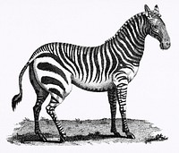 Illustration of Zebra from Zoological lectures delivered at the Royal institution in the years 1806-7 illustrated by George Shaw (1751-1813). Original from The New York Public Library. Digitally enhanced by rawpixel.