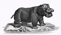 Illustration of Hippopotamus from Zoological lectures delivered at the Royal institution in the years 1806-7 illustrated by <a href="https://www.rawpixel.com/search/George%20Shaw?sort=curated&amp;rating_filter=all&amp;mode=shop&amp;page=1">George Shaw</a> (1751-1813). Original from The New York Public Library. Digitally enhanced by rawpixel.
