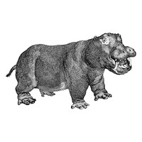 Vintage illustrations of Hippopotamus