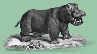 Illustration of Hippopotamus from Zoological lectures delivered at the Royal institution in the years 1806-7 illustrated by <a href="https://www.rawpixel.com/search/George%20Shaw?&amp;page=1">George Shaw</a> (1751-1813).