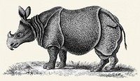 Illustration of Single-horned Rhinoceros from Zoological lectures delivered at the Royal institution in the years 1806-7 illustrated by <a href="https://www.rawpixel.com/search/George%20Shaw?&amp;page=1">George Shaw</a> (1751-1813).