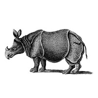 Vintage illustrations of Single-horned Rhinoceros