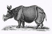 Illustration of Single-horned Rhinoceros from Zoological lectures delivered at the Royal institution in the years 1806-7 illustrated by George Shaw (1751-1813). Original from The New York Public Library. Digitally enhanced by rawpixel.