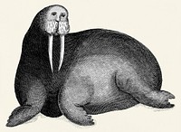 Arctic walrus from Zoological lectures delivered at the Royal institution in the years 1806-7 illustrated by <a href="https://www.rawpixel.com/search/George%20Shaw?&amp;page=1">George Shaw</a> (1751-1813).