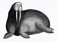 Arctic walrus from Zoological lectures delivered at the Royal institution in the years 1806-7 illustrated by George Shaw (1751-1813). Original from The New York Public Library. Digitally enhanced by rawpixel.