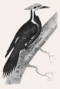 Pileated woodpecker (Picus pileatus) from Zoological lectures delivered at the Royal institution in the years 1806-7 illustrated by <a href="https://www.rawpixel.com/search/George%20Shaw?&amp;page=1">George Shaw</a> (1751-1813).